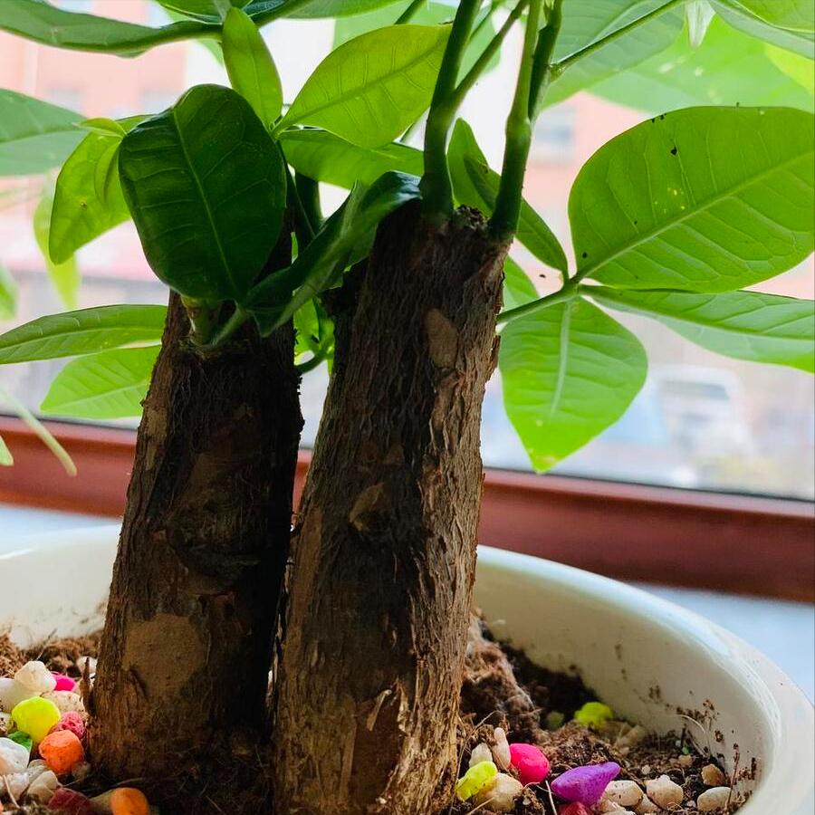 发财树有虫子怎么消灭,发财树土里除虫药