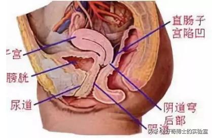 女生阴道还有长短？多长才算正常？太长太短对*生活性**有哪些影响？
