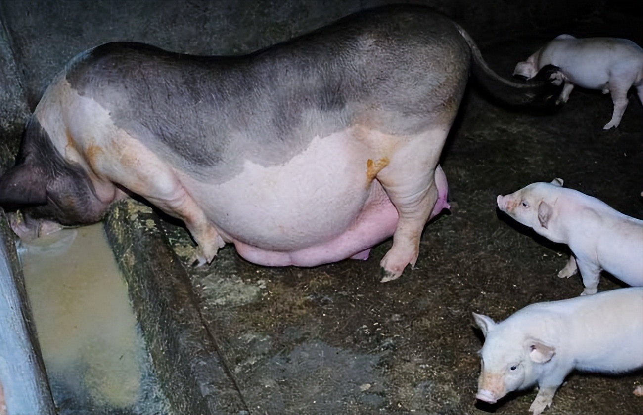 养殖母猪注意事项和经验,养殖母猪人工授精技术