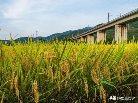 2023年是黑兔有什么说法,2023年黑兔遇上闰二月有什么说法