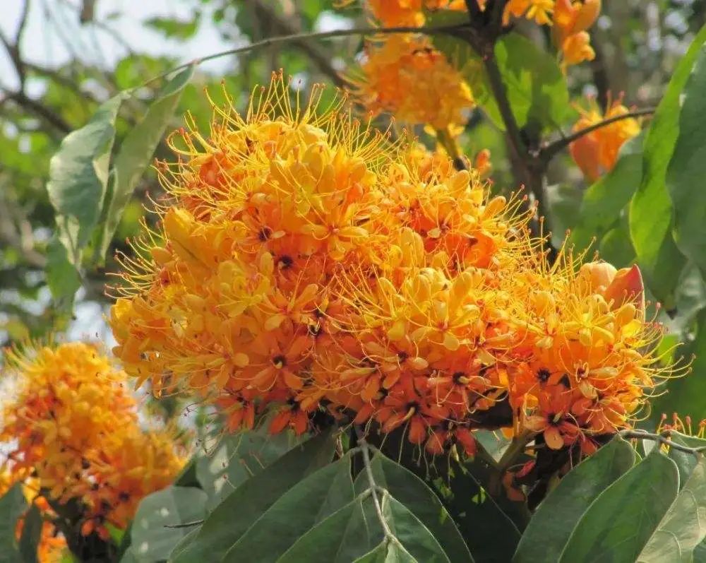 开花植物大全100种,实用分享30款小型开花树种介绍