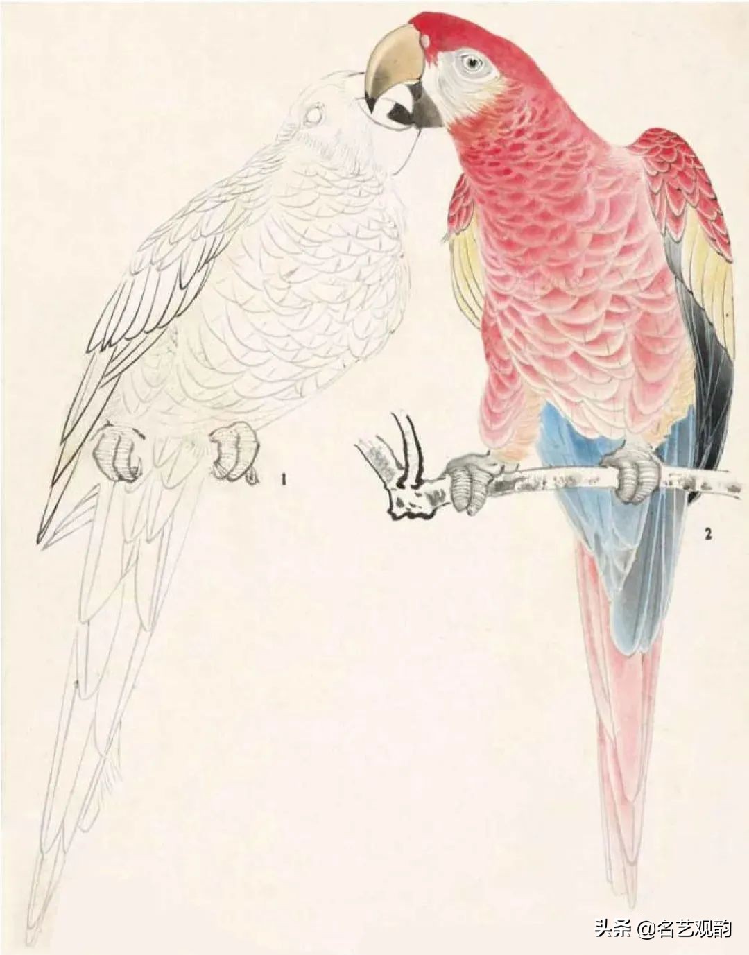 国画禽鸟写意教学视频,工笔禽鸟圆扇图片大全