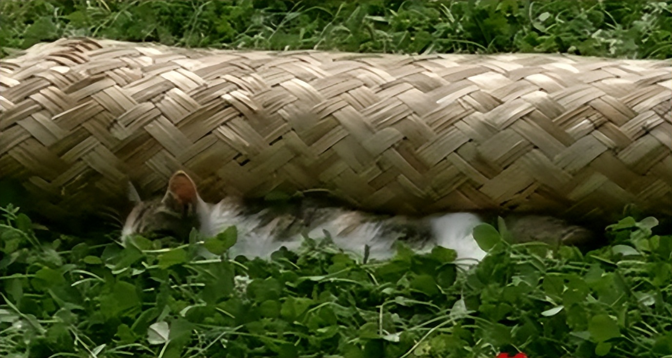 辽宁国家粮仓遭鼠患，员工训练流浪猫当兵入伍，厂内上演猫鼠大战