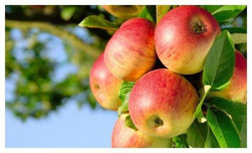 苹果在古代叫什么,苹果在古代的雅称