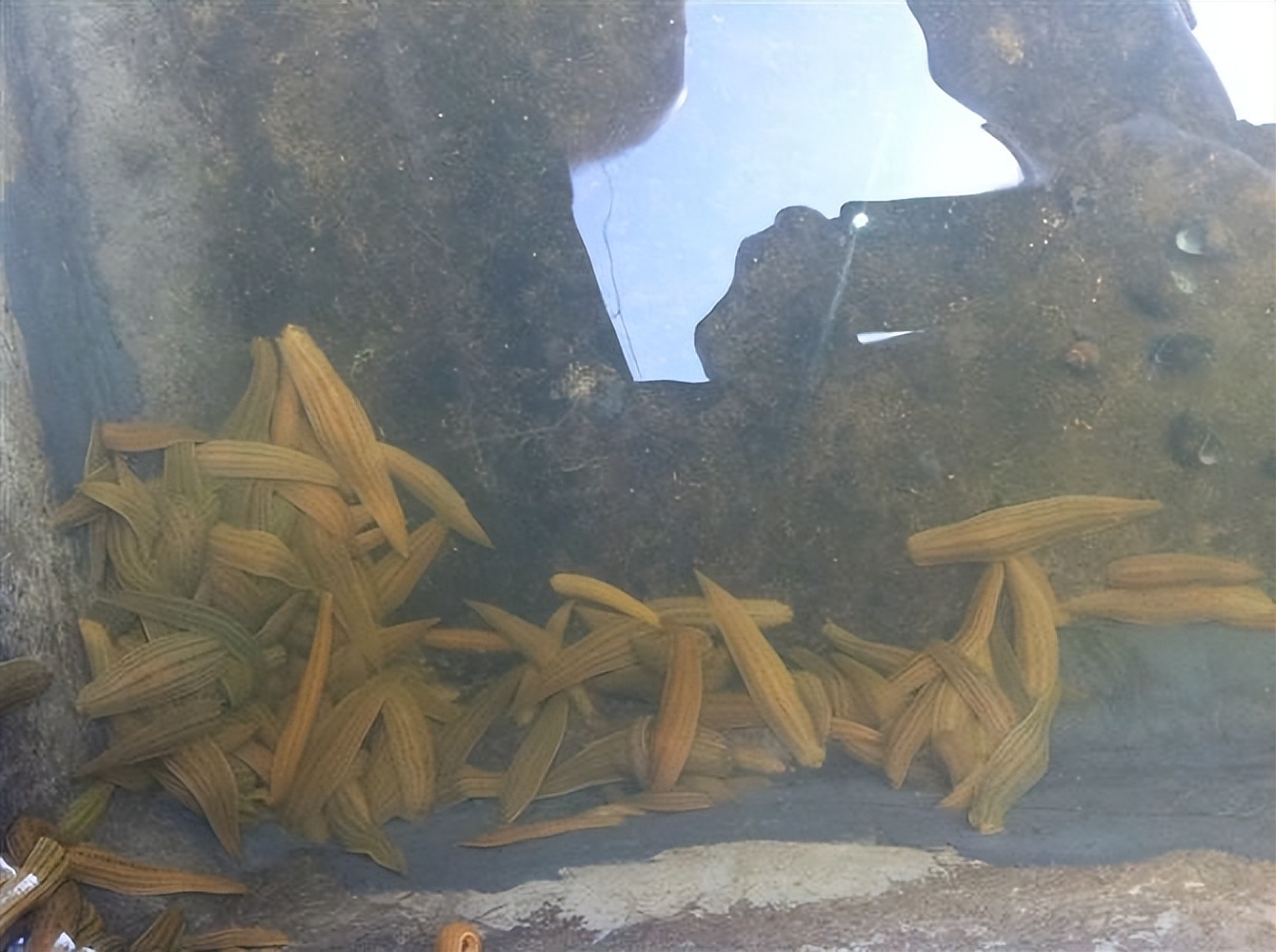 水蛭立体养殖箱制作材料,牡丹江水蛭立体养殖