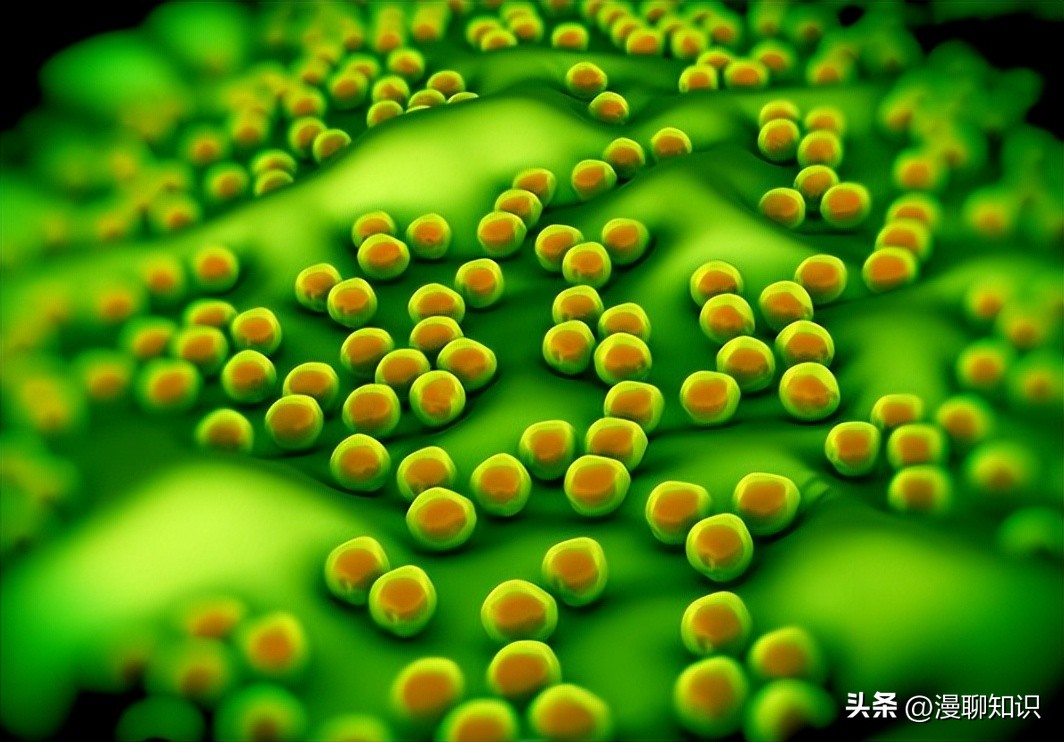 牦牛是高山地区牛的独特品种，肉质鲜嫩，但却饱受葡萄球菌的侵害