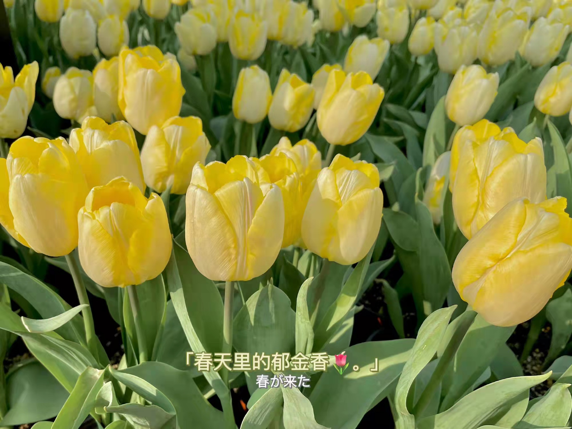 惊艳了时光的励志句子,惊艳了时光的句子古风唯美