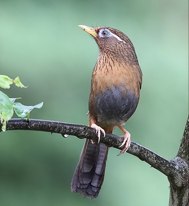 鸟儿大全高清图,高清珍稀鸟动态图片大全