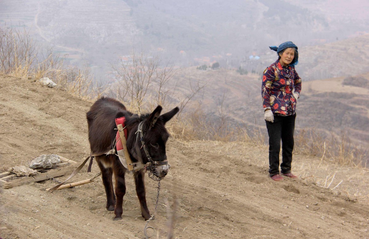 马和牛能够杂交吗,公马和母牛算杂交育种吗