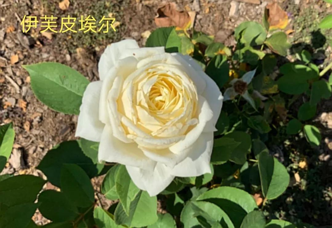 花店卖的切花月季品种,切花月季冬季修剪方法