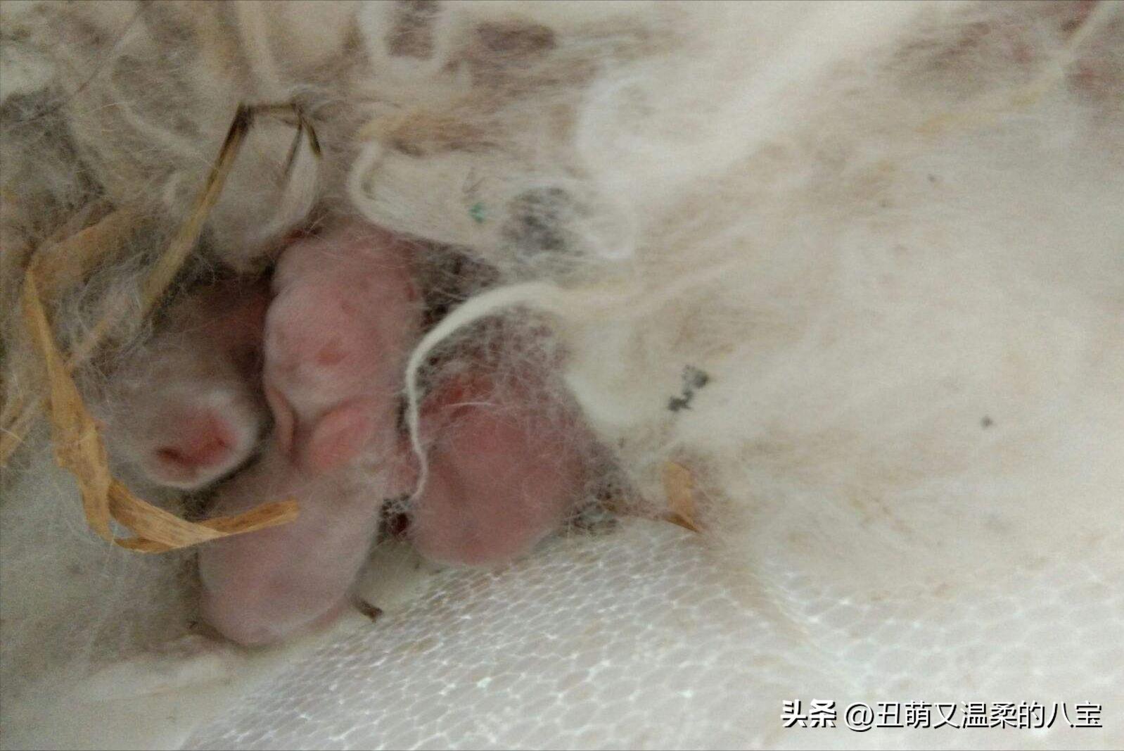 宠物小兔子的饲养方法及注意事项,养宠小知识小兔子眼睛发炎怎么办