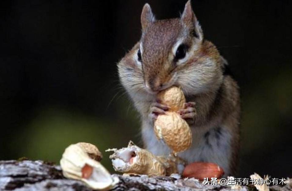涨知识动物,强壮花栗鼠