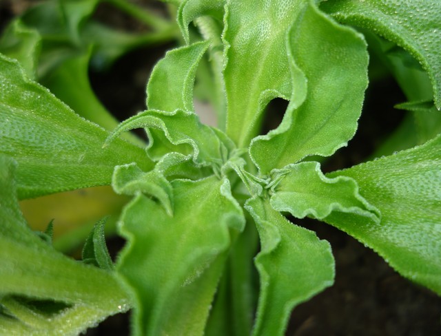 冰菜种植亩产量,亩产5000斤西瓜就可以卖1000元