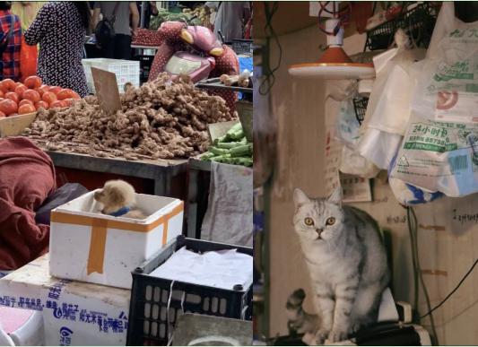 菜市场全域旅游攻略,菜市场旅游