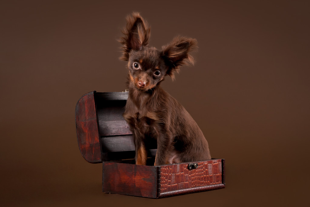 世界上最小的犬种是哪个犬种,全球十大最小的犬种