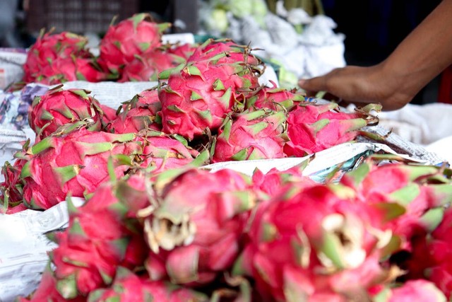 我，40多岁创业，从湖南到广东湛江种植火龙果，如今年收入30多万