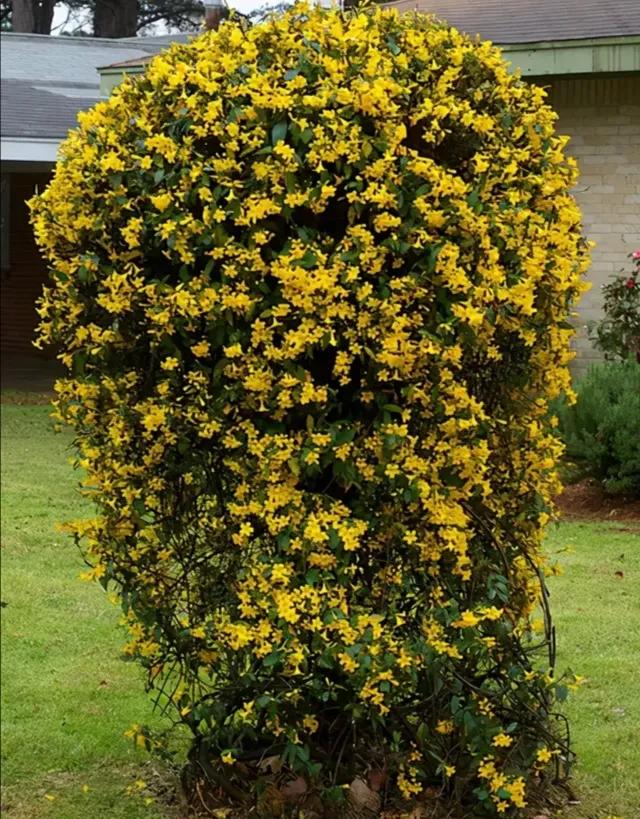 法国香水茉莉花香,法国香水茉莉花黄叶掉叶怎么回事