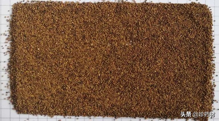 12月23日中药材市场快讯：三七、红景天、白茅根、猫爪草、菟丝子