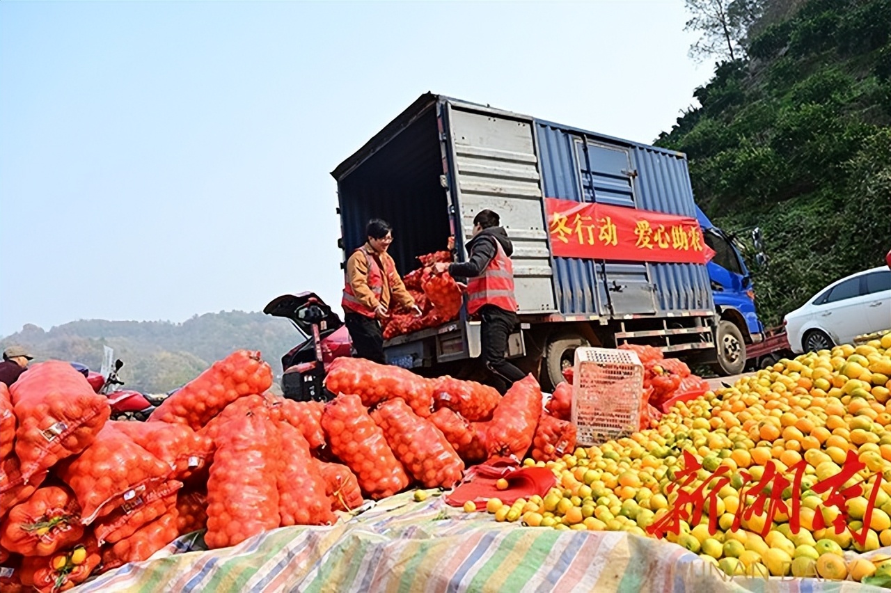 辛巴与辛选公益助农,辛巴辛有志回家乡助农