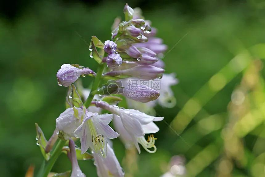 七绝春雨十首,七绝春雨寒烟