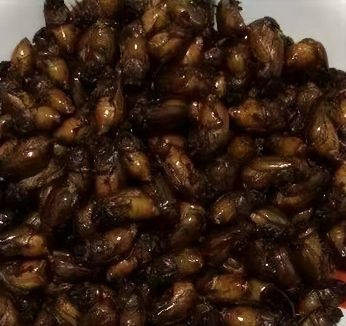 真正的丛林美食有哪些,硬核知识大全100个