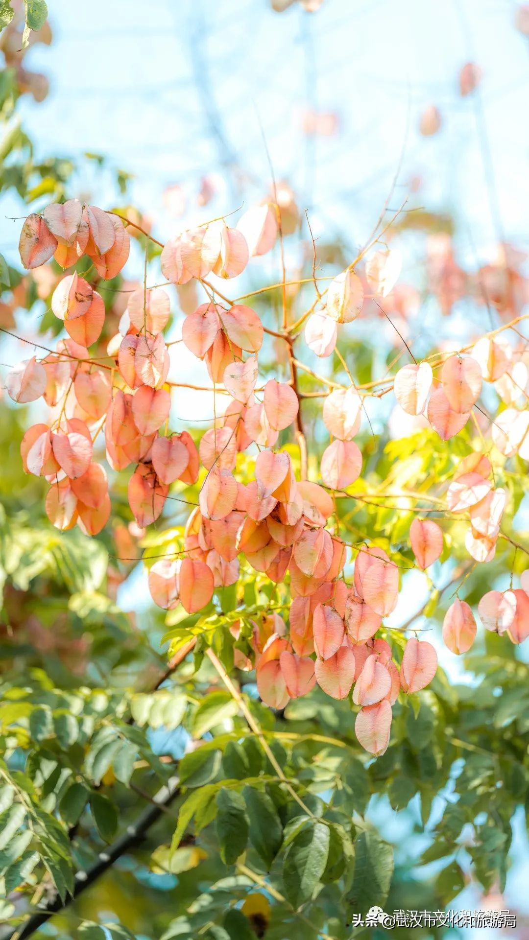明天出太阳，到东湖捡叶子去！