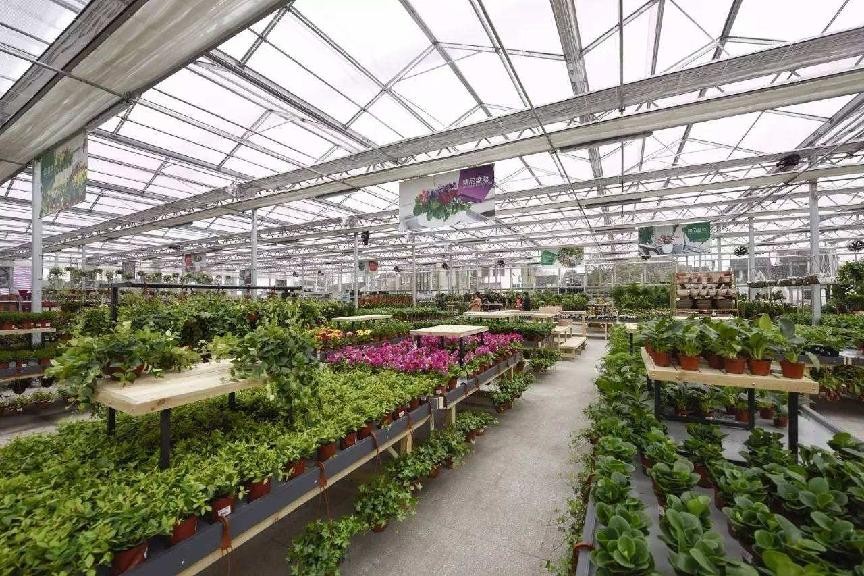 盆栽花卉在哪里买比较好,花卉市场购买盆栽避坑