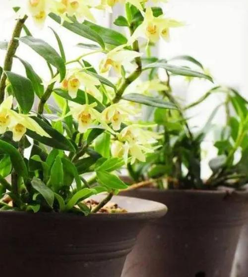 铁皮石斛种植方法和注意事项,种植铁皮石斛最好的方法