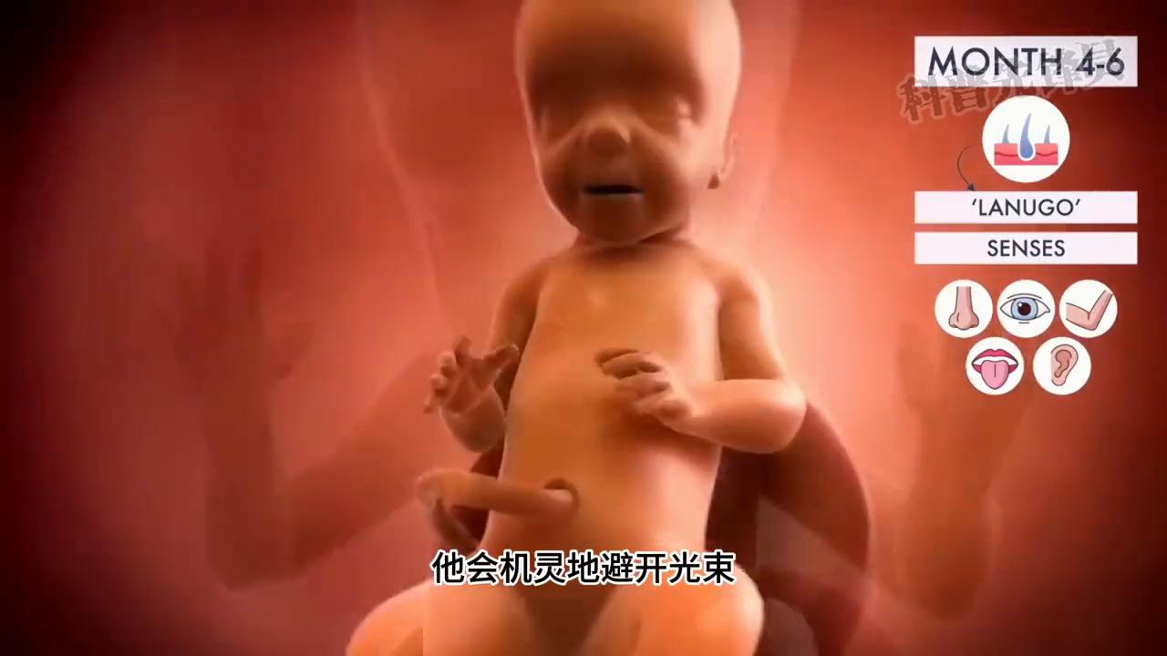 一个视频看完怀孕的整个过程#胎儿