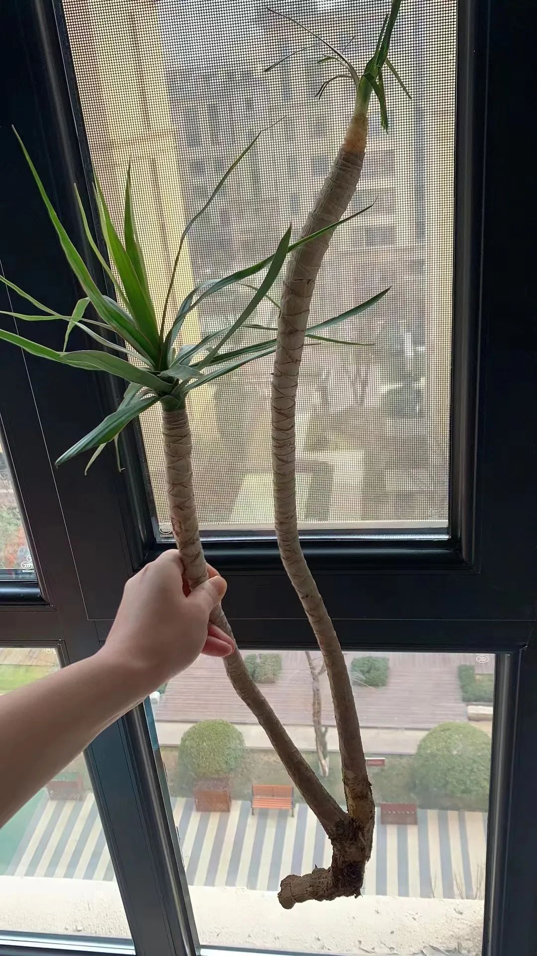 千年木树顶发黄怎么办,千年木叶子变软耷拉