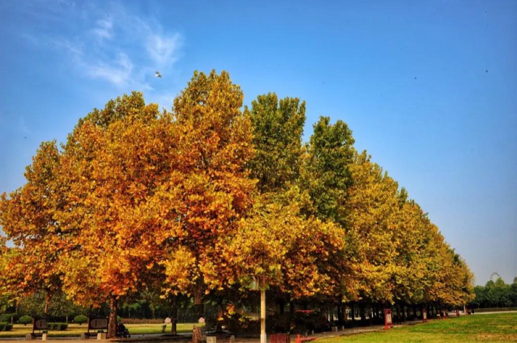 怀念秋天里的悬玲木