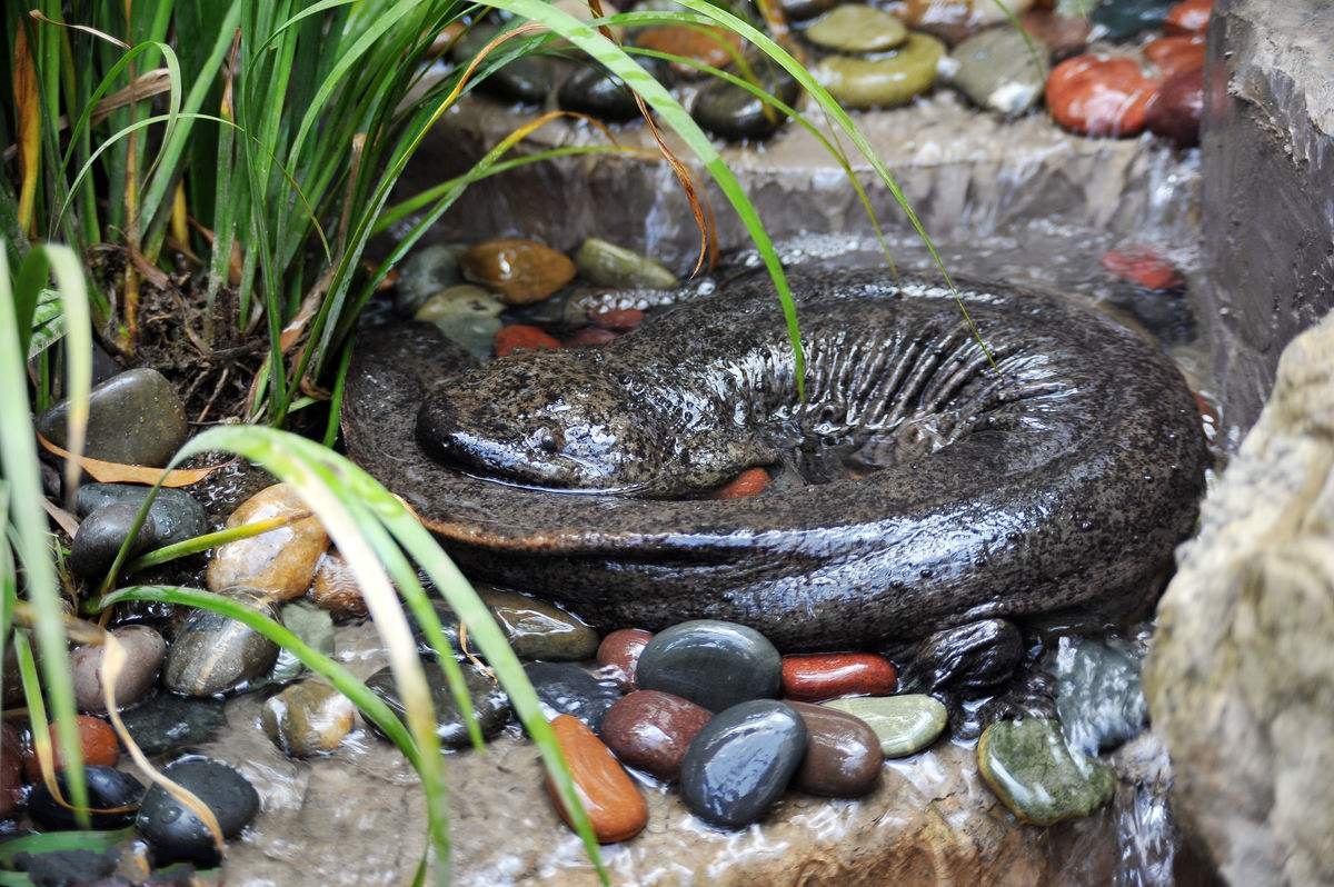 大鲵选育研究和病毒疫苗研发