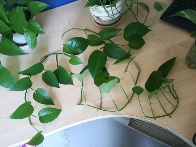 教你扦插大法扦插什么植物都能活,扦插小技巧栽培小妙招