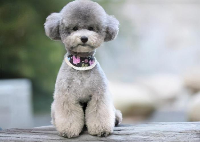 狗狗价格表又便宜又好养,便宜好养的狗狗