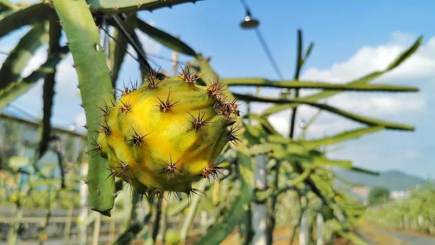 厄瓜多尔麒麟火龙果,厄瓜多尔的麒麟果是什么样子的