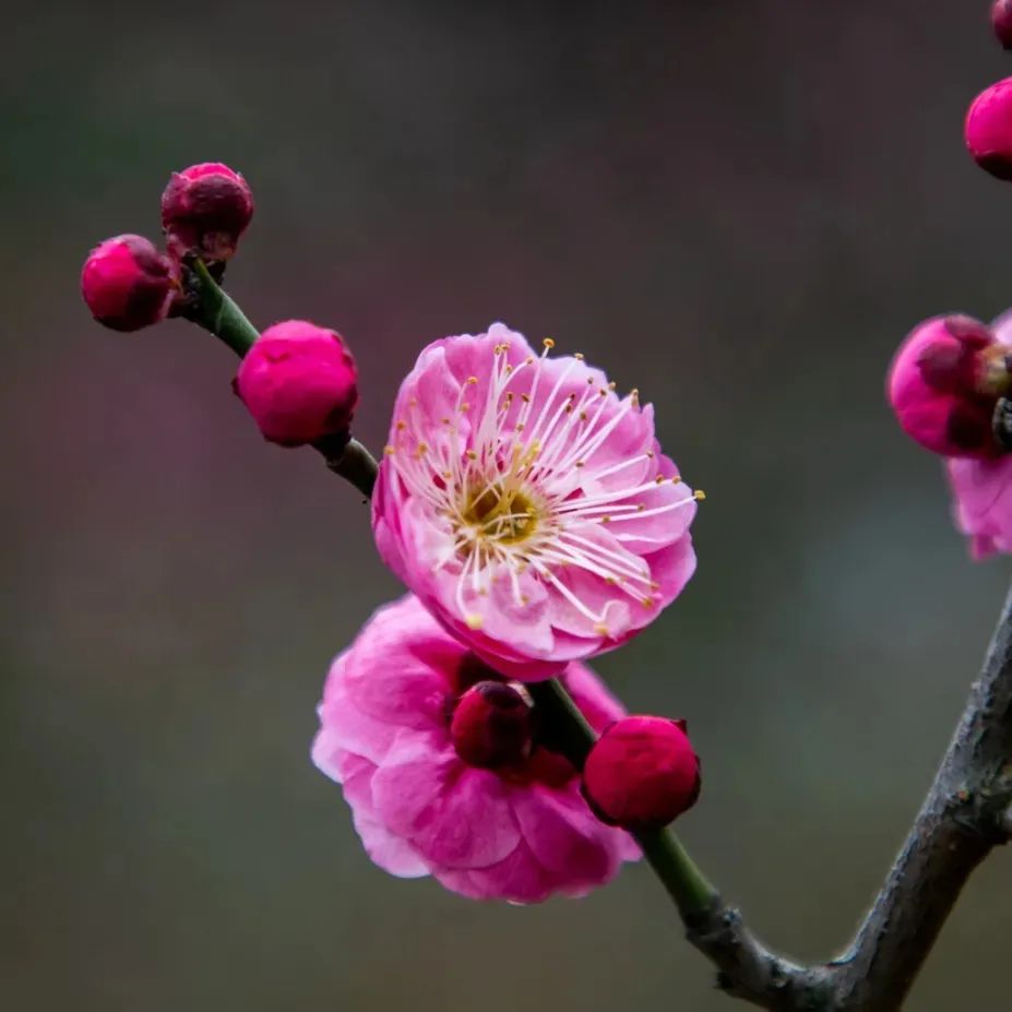 怎样辨别果树花和芽,怎么分辨阳光玫瑰果树