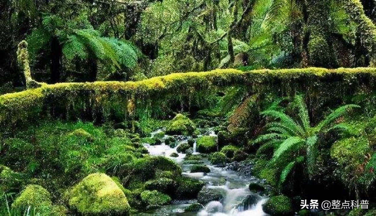 秦岭隧道挖出两条巨蟒是真的吗,世界上最大的蛇是不是在秦岭