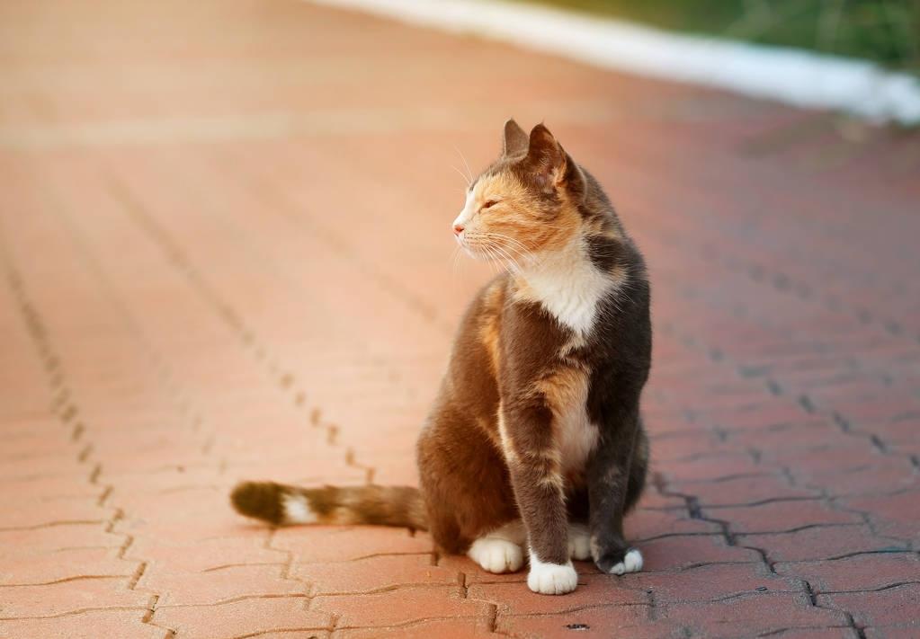 玳瑁猫优点和缺点,玳瑁猫为什么总被遗弃