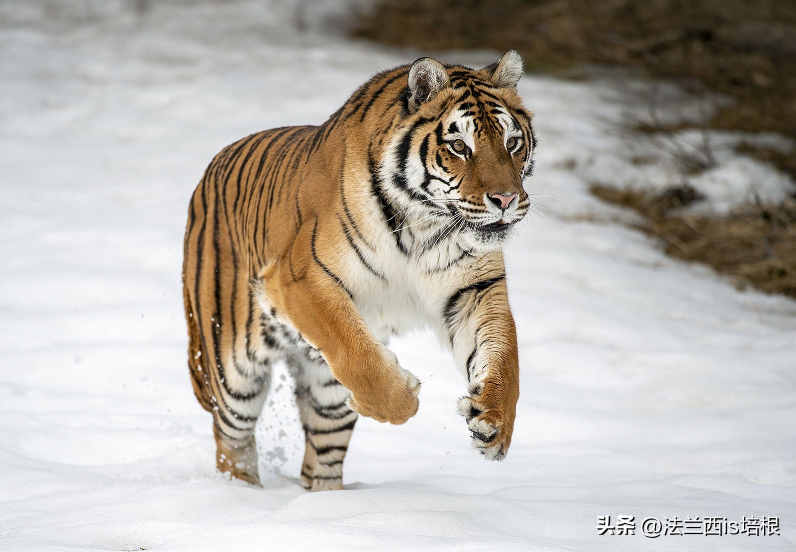 黑龙江饶河境内发现东北虎,黑龙江饶河东北虎出没