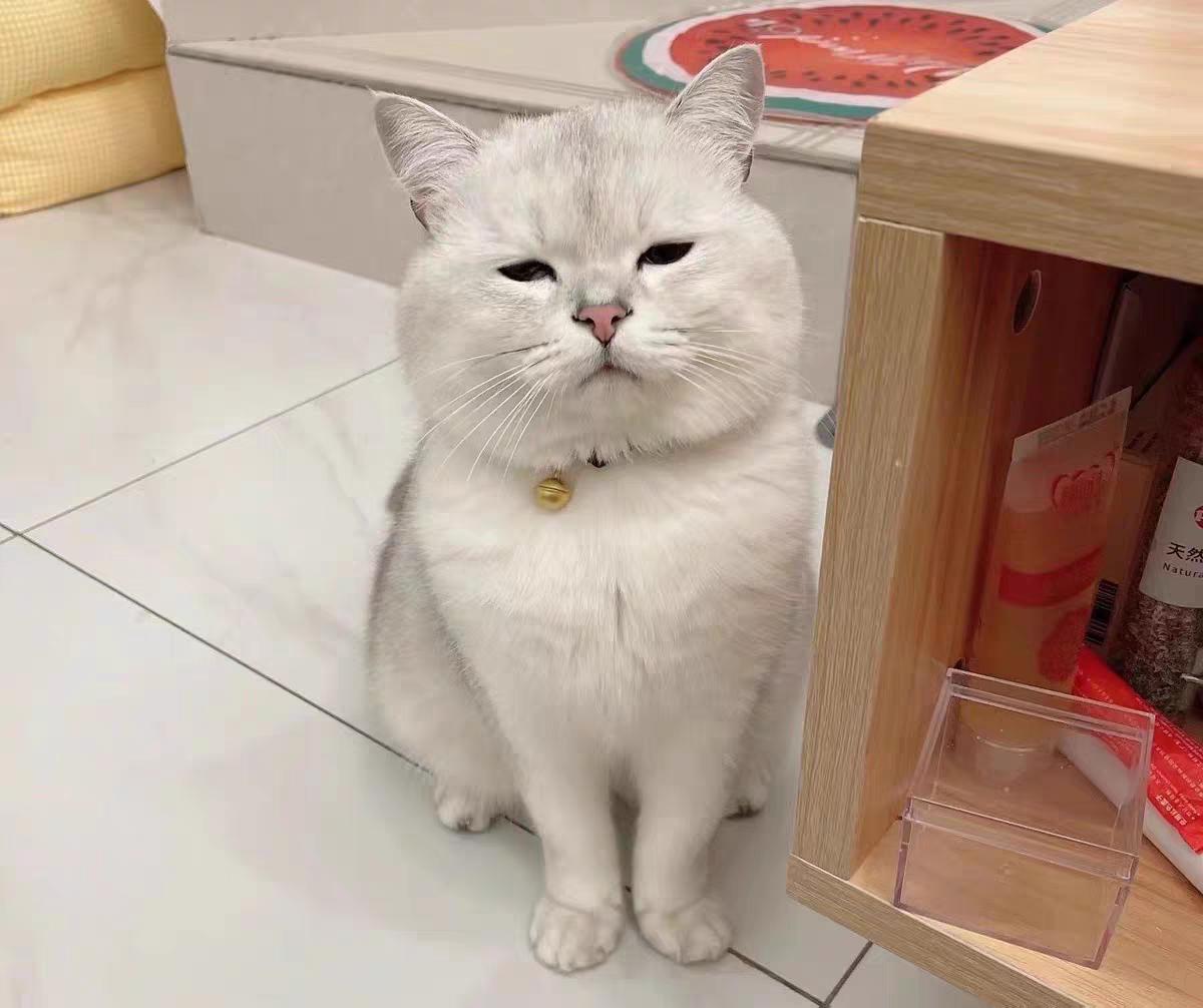 母猫吃什么猫粮好？母猫适合吃什么猫粮？