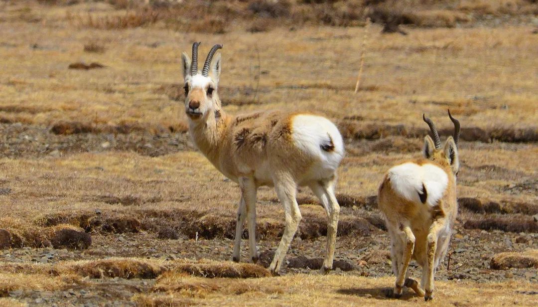 风中传来的气息,风中传来了苦咸的气息