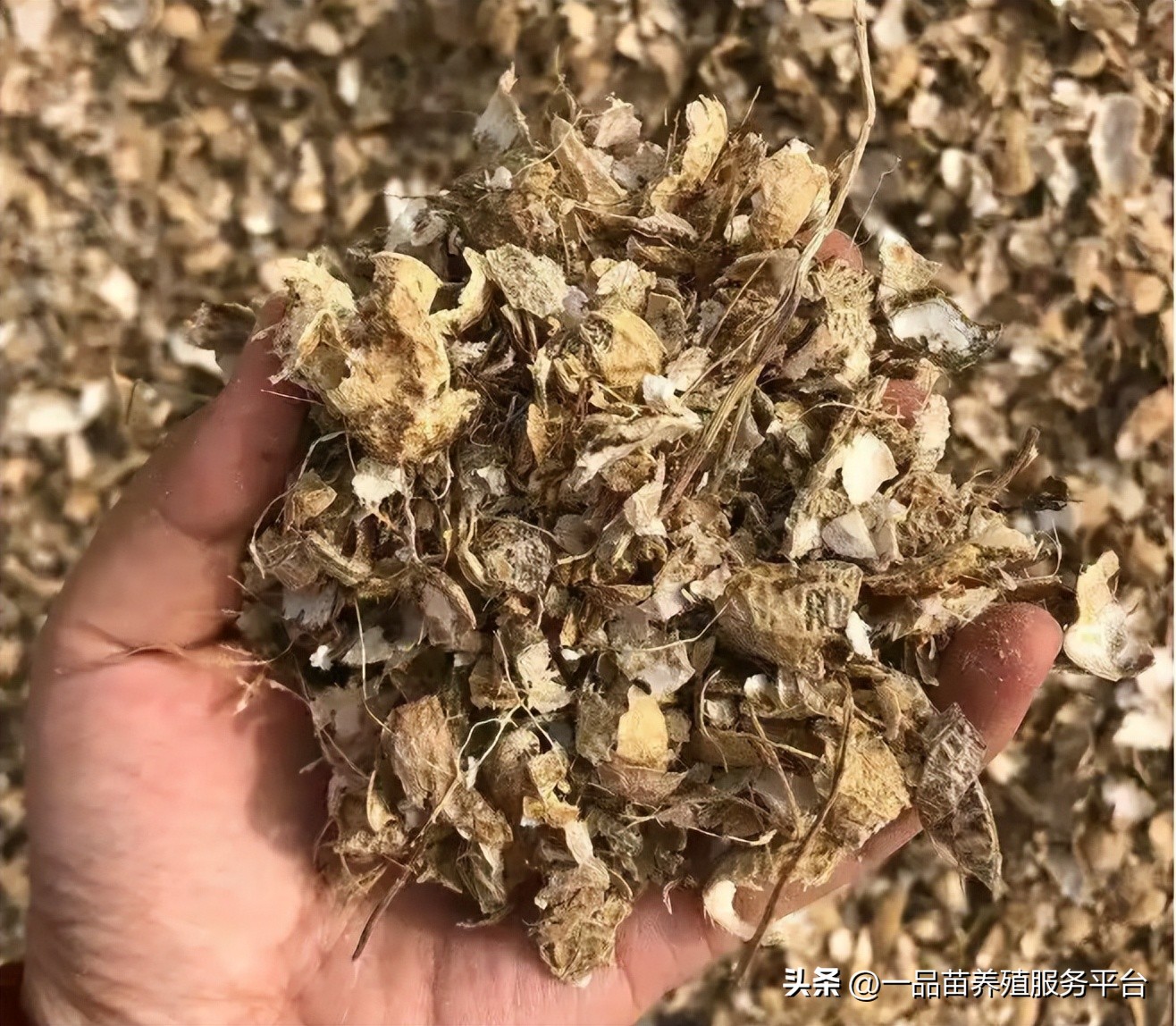 散养土鸡一天喂几次料才长肥,散养土鸡喂多少个蛋白