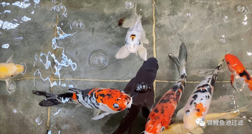 锦鲤尾巴长得慢怎么办视频,国产锦鲤为什么长得慢