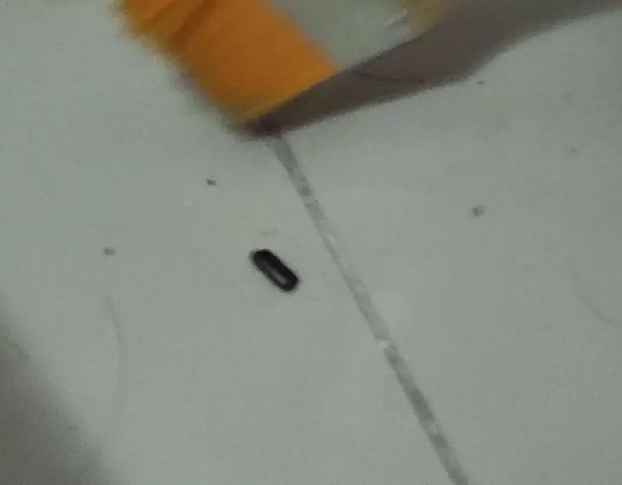 蟑螂科普小知识,捕杀蟑螂最有效的方法