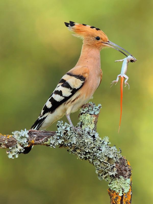 体型最大的乌龟有多大图片,背扁平的乌龟是什么龟