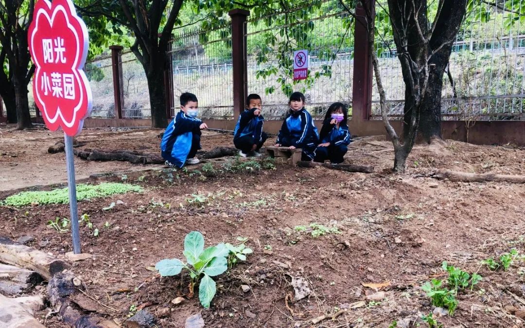 绿美太邑蔬香校园