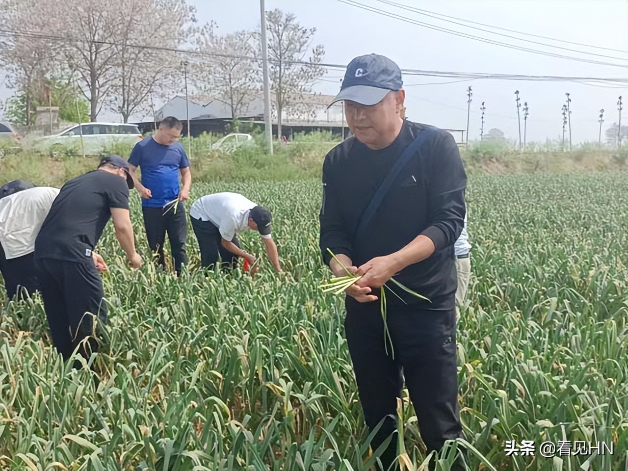 开封20多名球迷赴杞县帮助蒜农收蒜、抽蒜薹