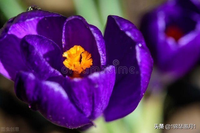 分享美图图片,紫罗兰花写实风图片