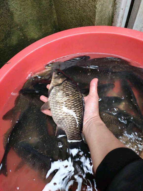 春季野钓挂蚯蚓,春季钓蚯蚓正确方法与技巧