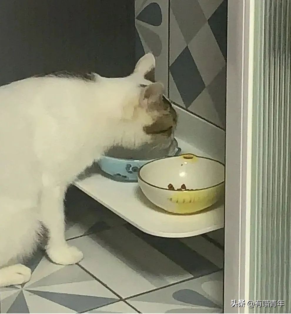 养猫的100个怪癖,养猫变态